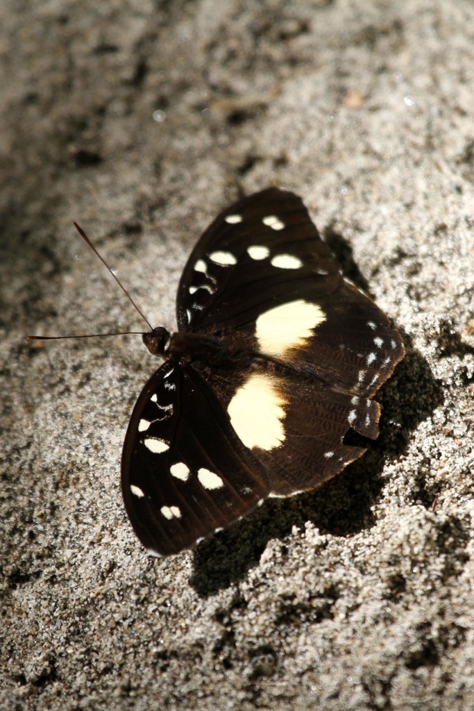 Forest Glade Nymph