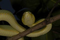 Craspedocephalus gramineus