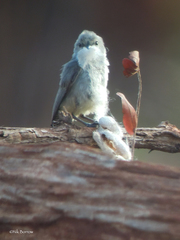 Anthoscopus caroli robertsi