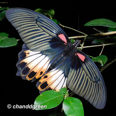 Papilio memnon agenor
