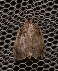 Crocidolomia suffusalis