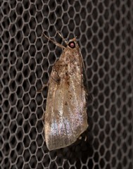 Crocidolomia suffusalis