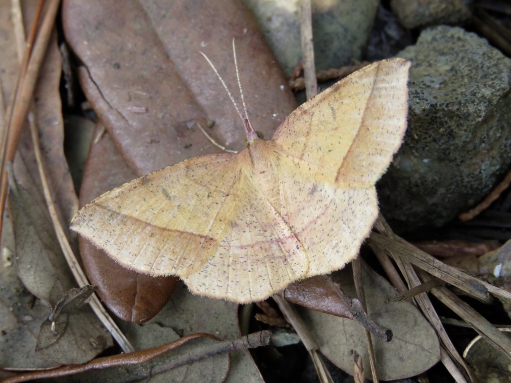 Thin-Lined Erastria