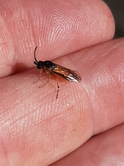 Athalia rosae