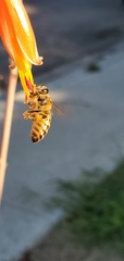 Apis mellifera