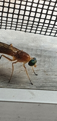Ptecticus testaceus