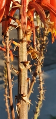 Apis mellifera