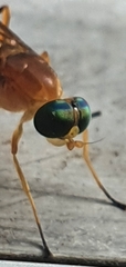 Ptecticus testaceus
