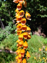 Digitalis laevigata