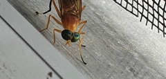 Ptecticus testaceus