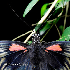 Papilio memnon agenor