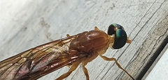 Ptecticus testaceus