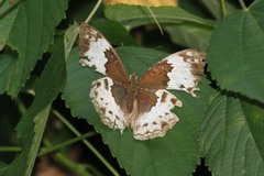 Harma theobene blassi