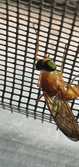 Ptecticus testaceus