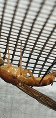 Ptecticus testaceus