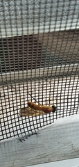 Ptecticus testaceus