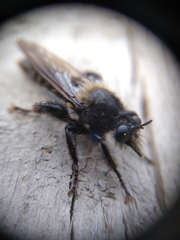 Laphria ephippium