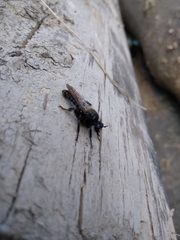 Laphria ephippium