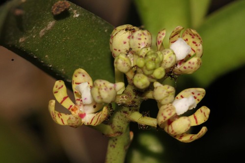 Acampe pachyglossa