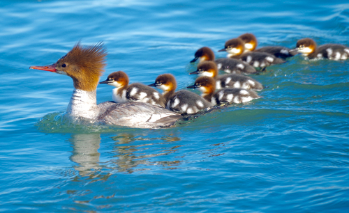 Common Merganser, photo 8 of 10