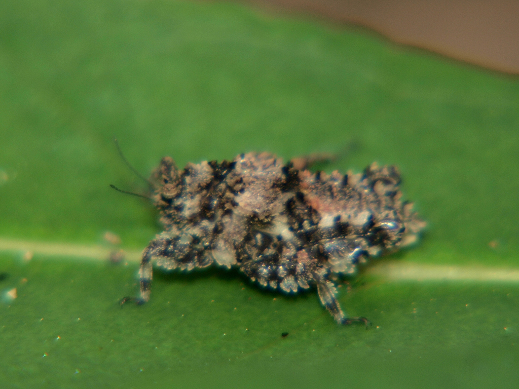 Trachytettix