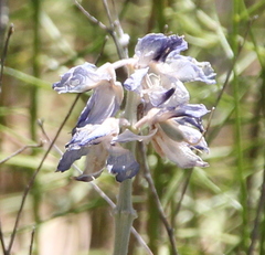 Lupinus concinnus