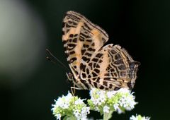 Symbrenthia niphanda