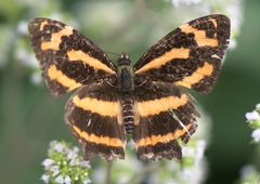 Symbrenthia niphanda