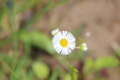 Erigeron philadelphicus