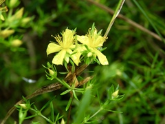 Hypericum galioides