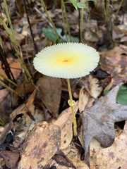 Leucocoprinus fragilissimus image