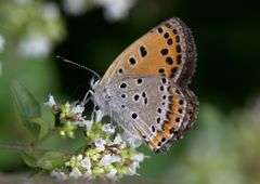Lycaena panava