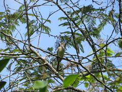 Ramphotrigon flammulatum