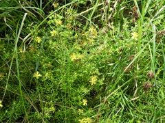 Hypericum galioides