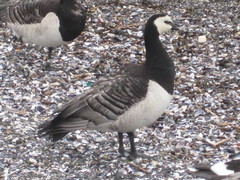 Branta leucopsis