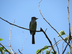 Ramphotrigon flammulatum