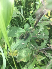 Aglais urticae