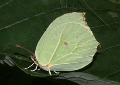 Gonepteryx nepalensis