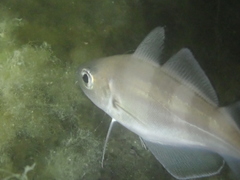 Trisopterus luscus