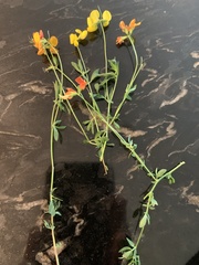 Lotus corniculatus