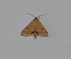 Heliothis nubigera