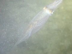 Alloteuthis subulata