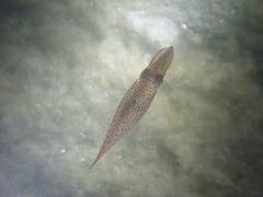 Alloteuthis subulata