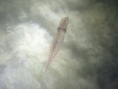 Alloteuthis subulata