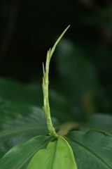 Hedychium spicatum