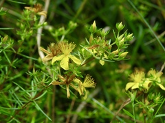 Hypericum galioides