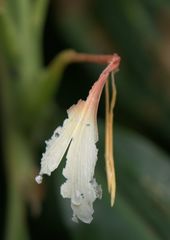 Hedychium spicatum
