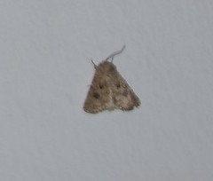 Anarta pugnax