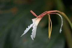 Hedychium spicatum