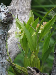 Prosthechea radiata